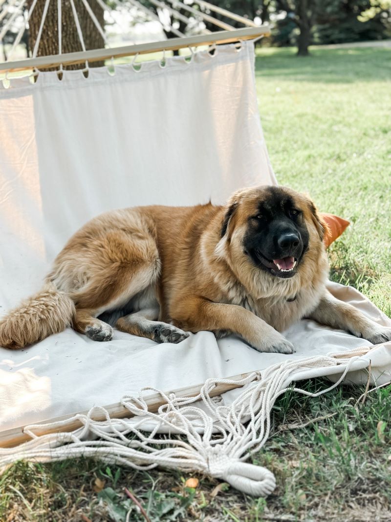 A brown dog sitting on a hammock, looking at the camera